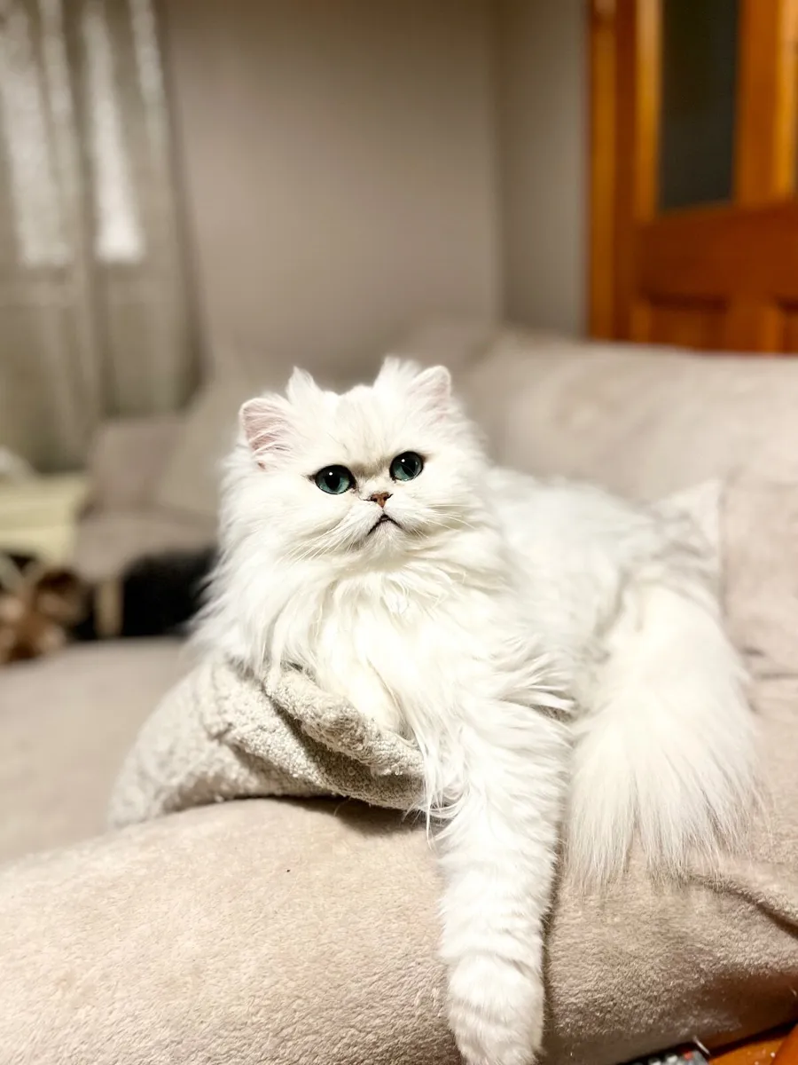 Silver shaded Chinchilla Persian Kittens GCCFI - Image 3
