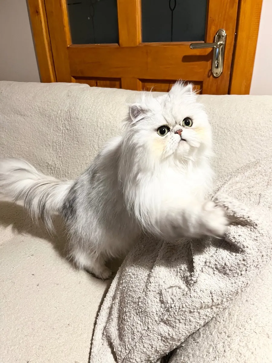 Silver shaded Chinchilla Persian Kittens GCCFI - Image 4