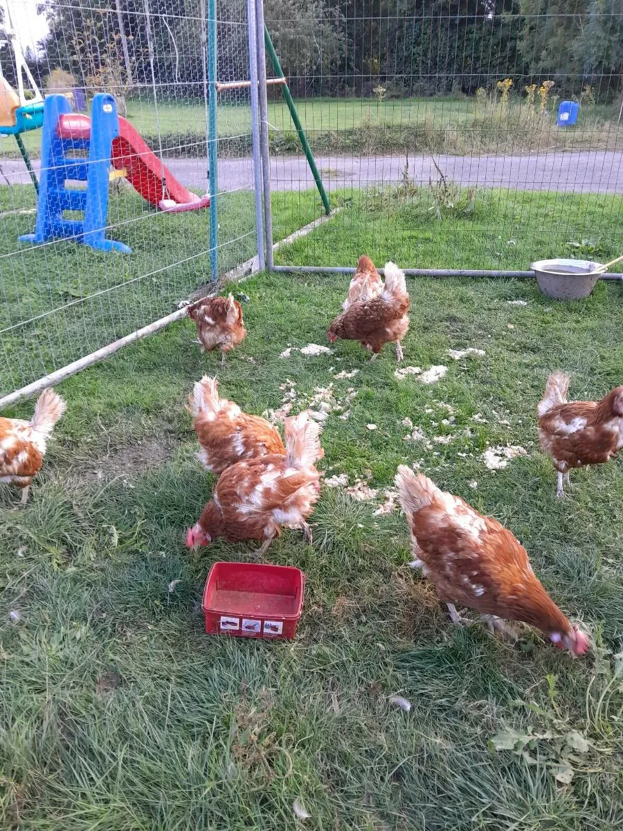 Hens - Image 4