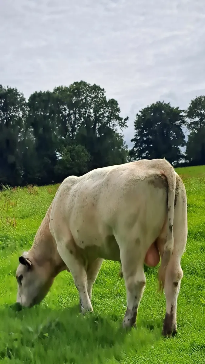Speckle Park Bull - Image 1