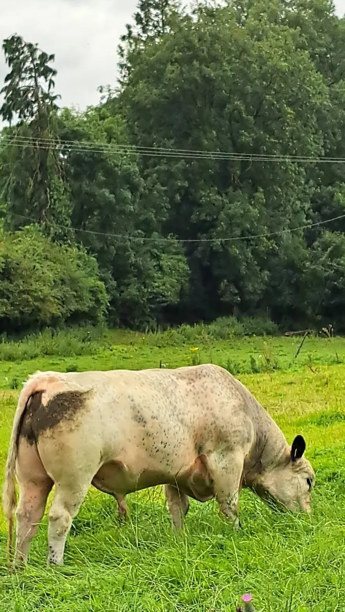 Speckle Park Bull - Image 2