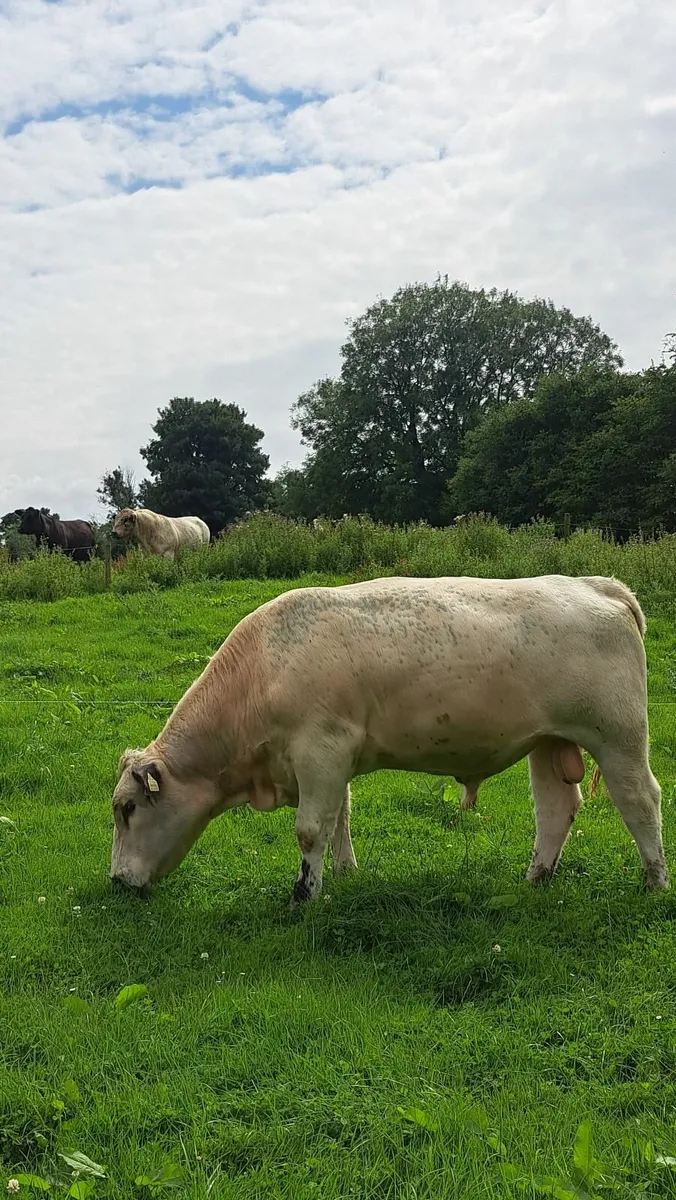Speckle Park Bull - Image 3