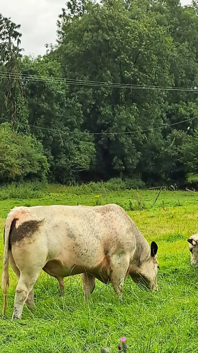 Speckle Park Bull - Image 4