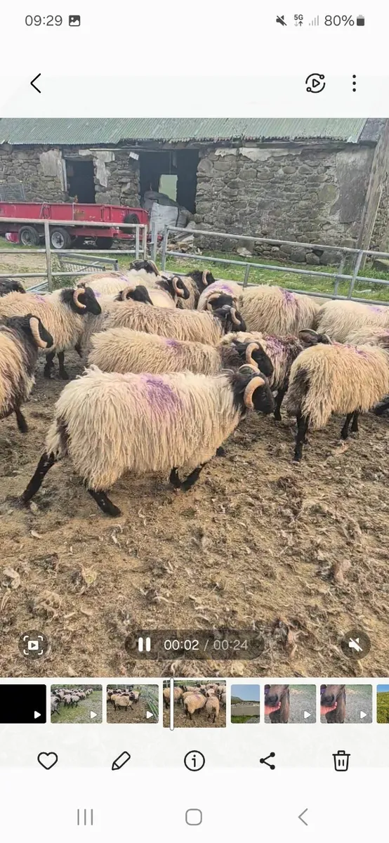 Organic Ram lambs and ewe lambs - Image 1