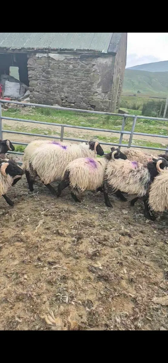 Organic Ram lambs and ewe lambs - Image 2