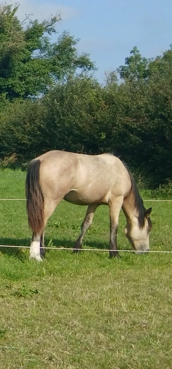 Connemara X Yearling Filly - Image 2