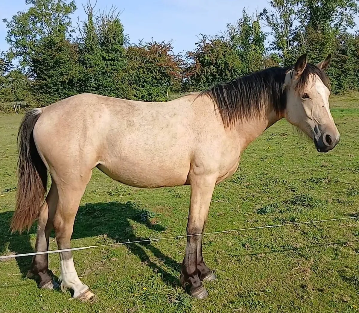 Connemara X Yearling Filly - Image 3