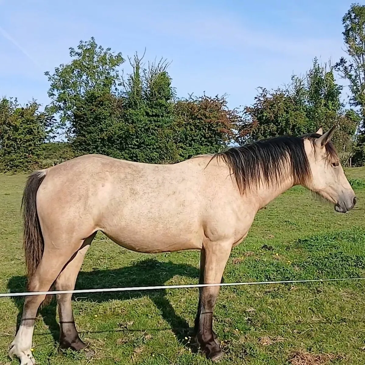 Connemara X Yearling Filly - Image 4