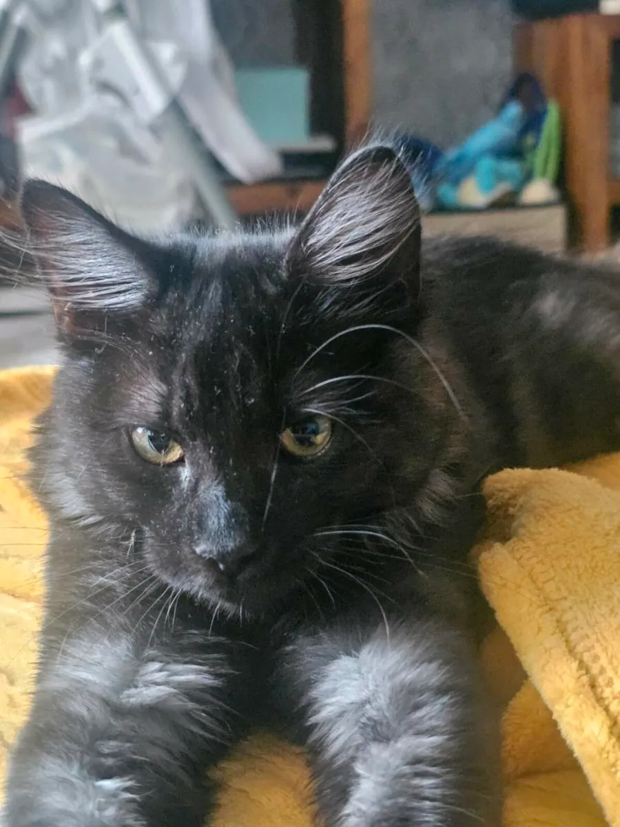 Stunning kitten - Image 1