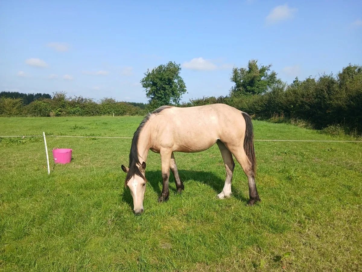 Connemara X Yearling Filly - Image 1