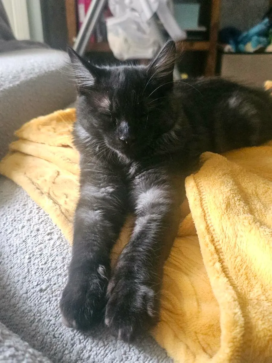 Stunning kitten - Image 2