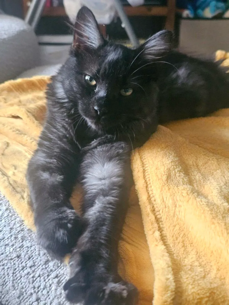 Stunning kitten - Image 3