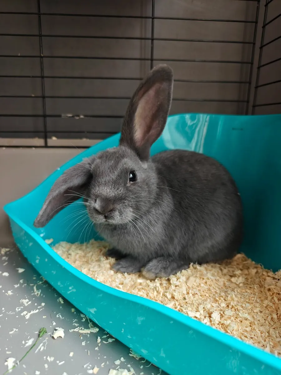 Adorable Baby Bunny For Sale - Image 1
