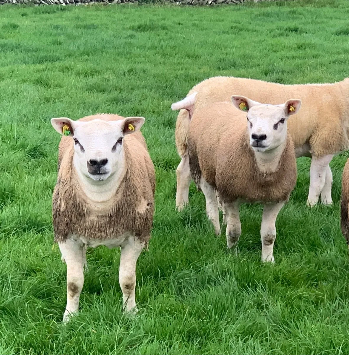 SIS PBR TEXEL RAM & PBR EWE LAMBS - Image 3