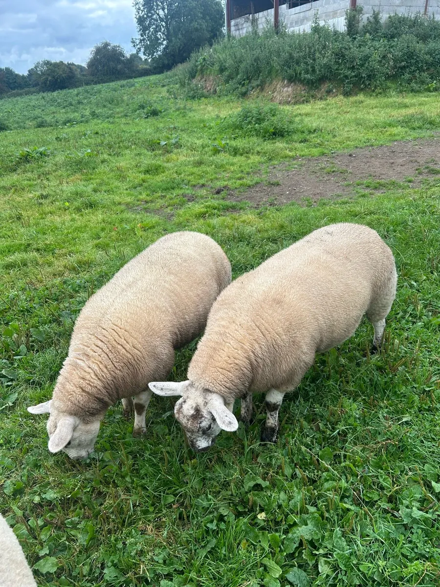 Ewe Lambs For Sale - Image 1