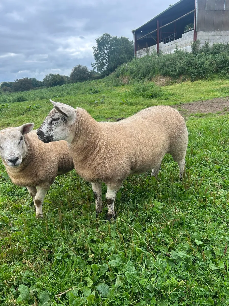 Ewe Lambs For Sale - Image 2
