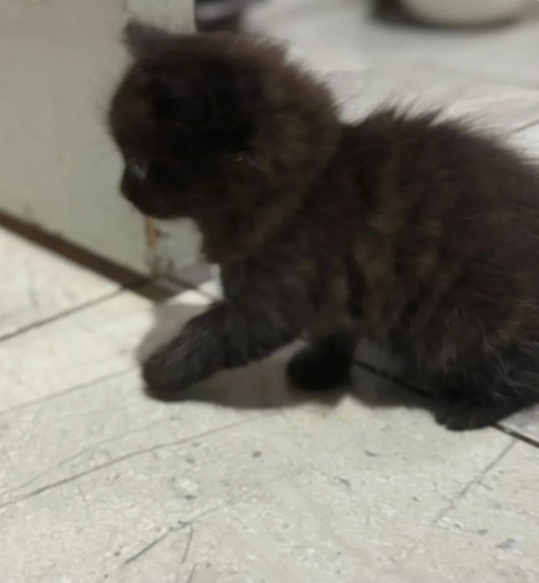 Kittens - Image 2