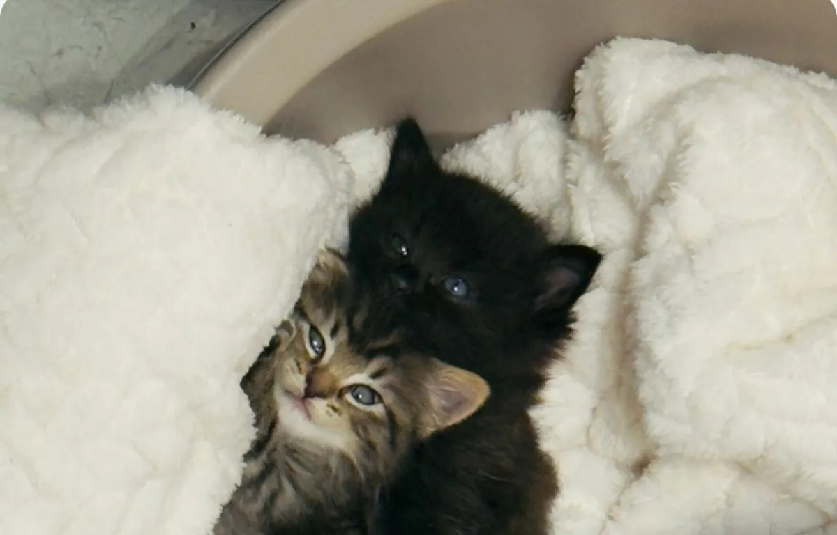 Kittens - Image 1