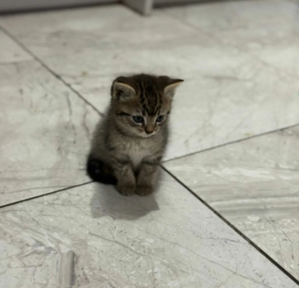 Kittens - Image 3
