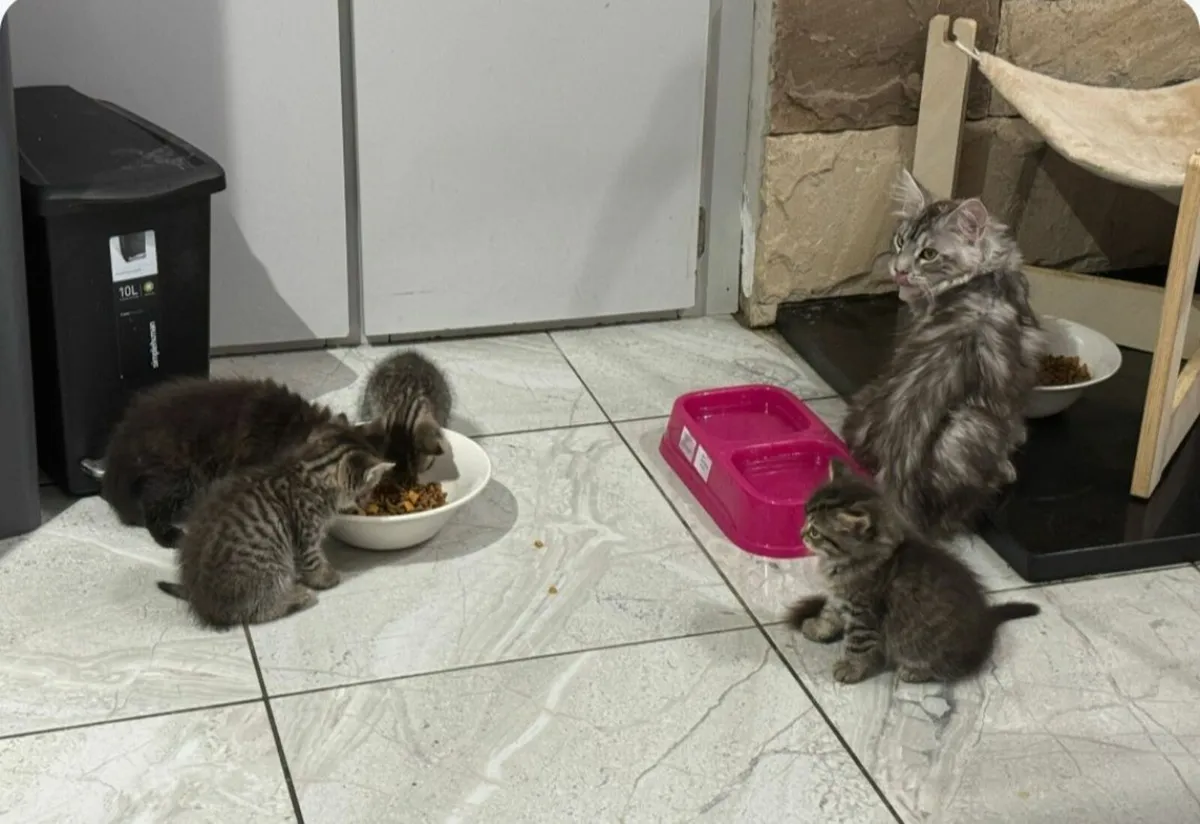 Kittens - Image 4