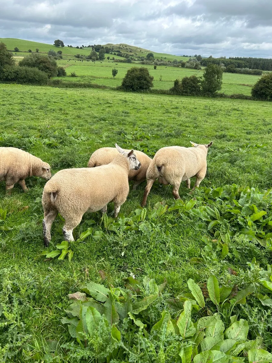Ewe Lambs For Sale - Image 3