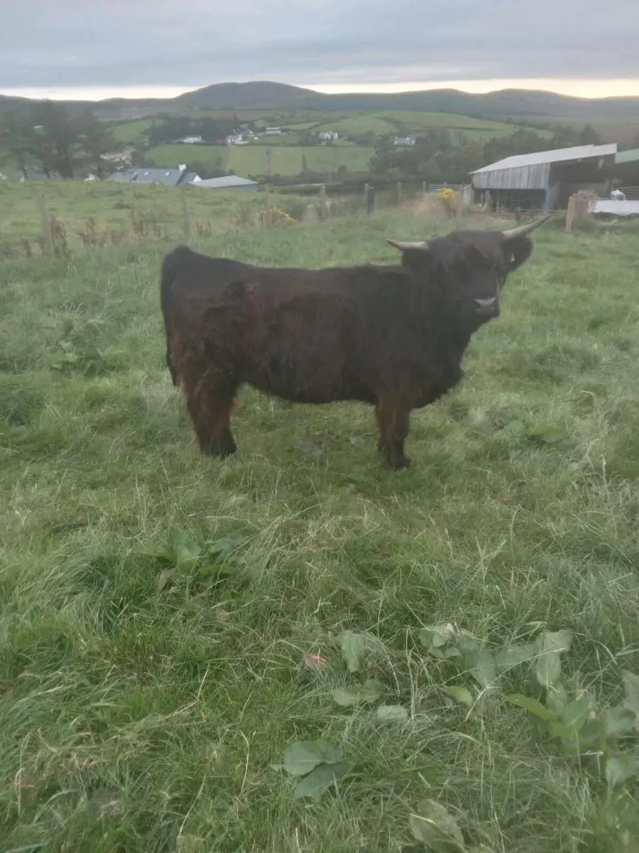 Highland heifers - Image 2