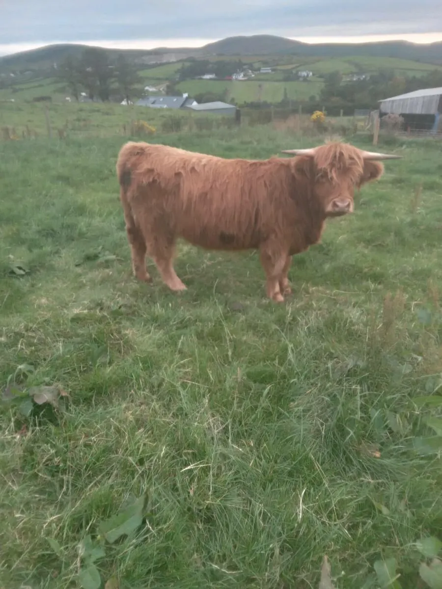 Highland heifers - Image 3
