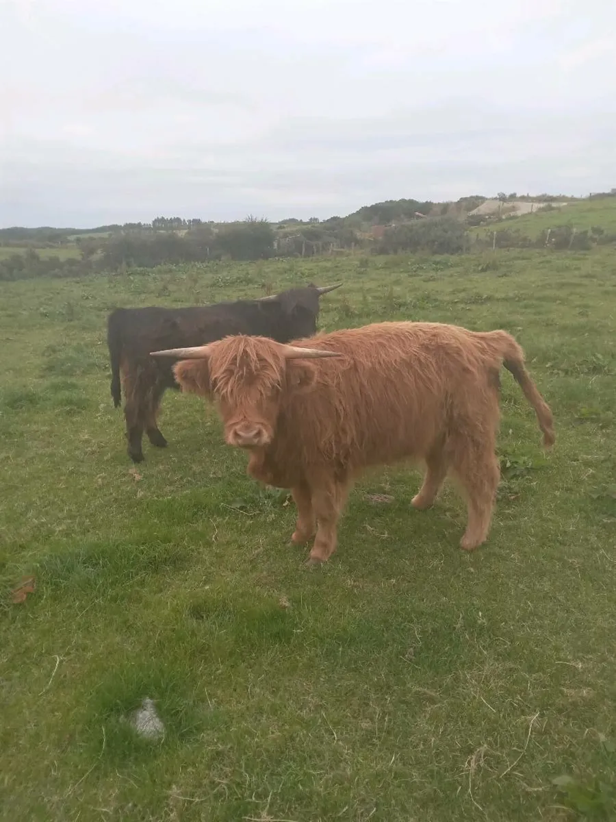 Highland heifers - Image 4