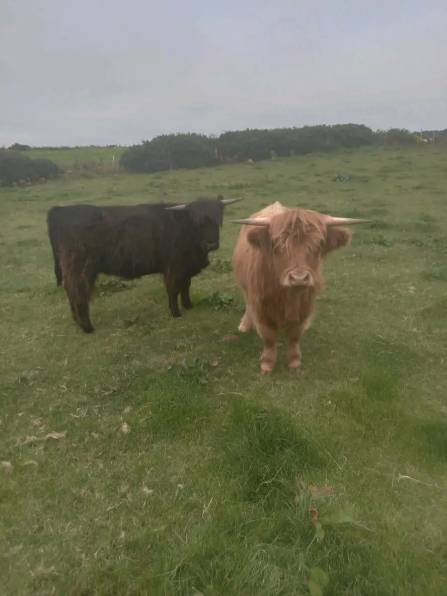 Highland heifers - Image 1
