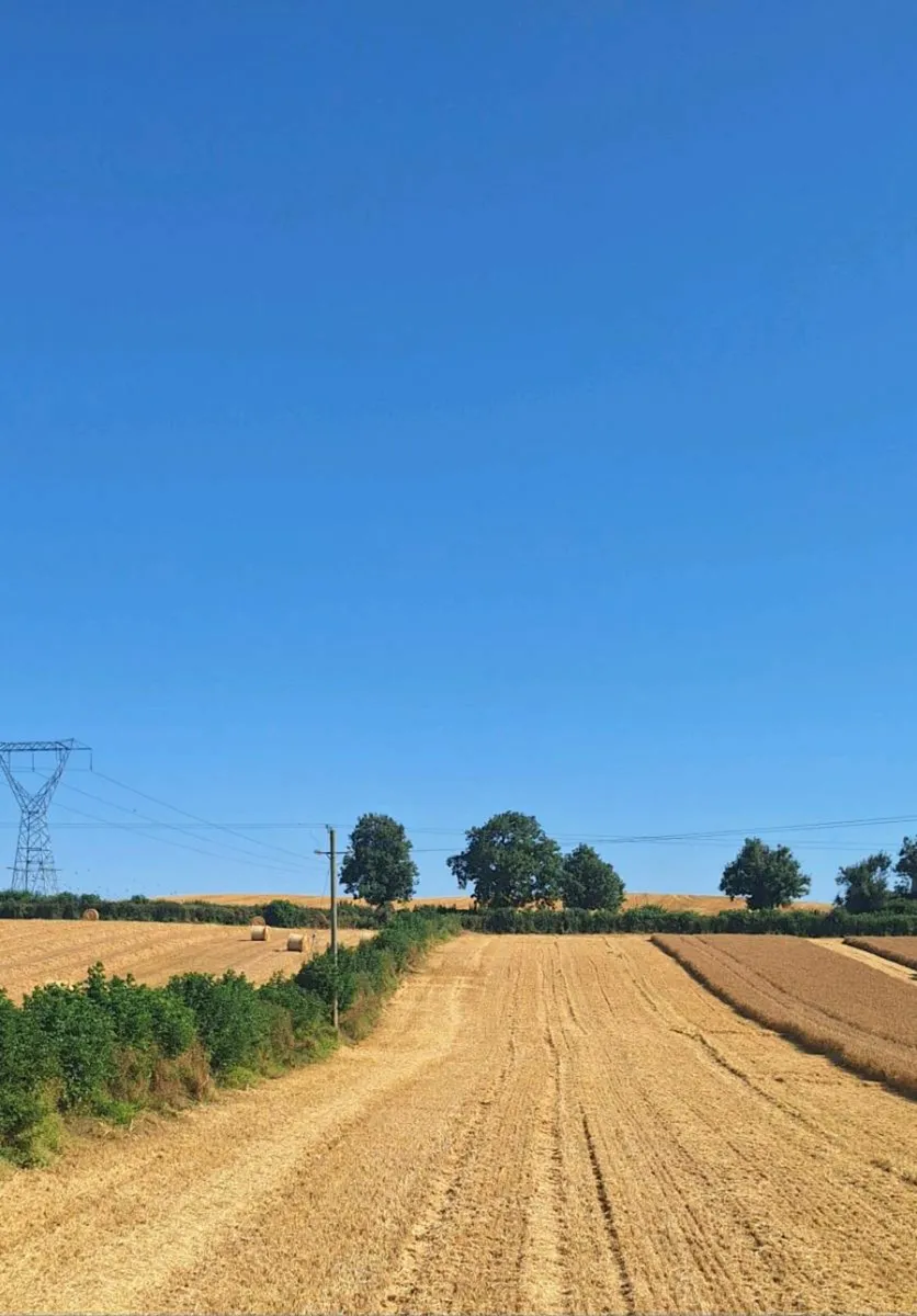 Wheaten & Barley Straw