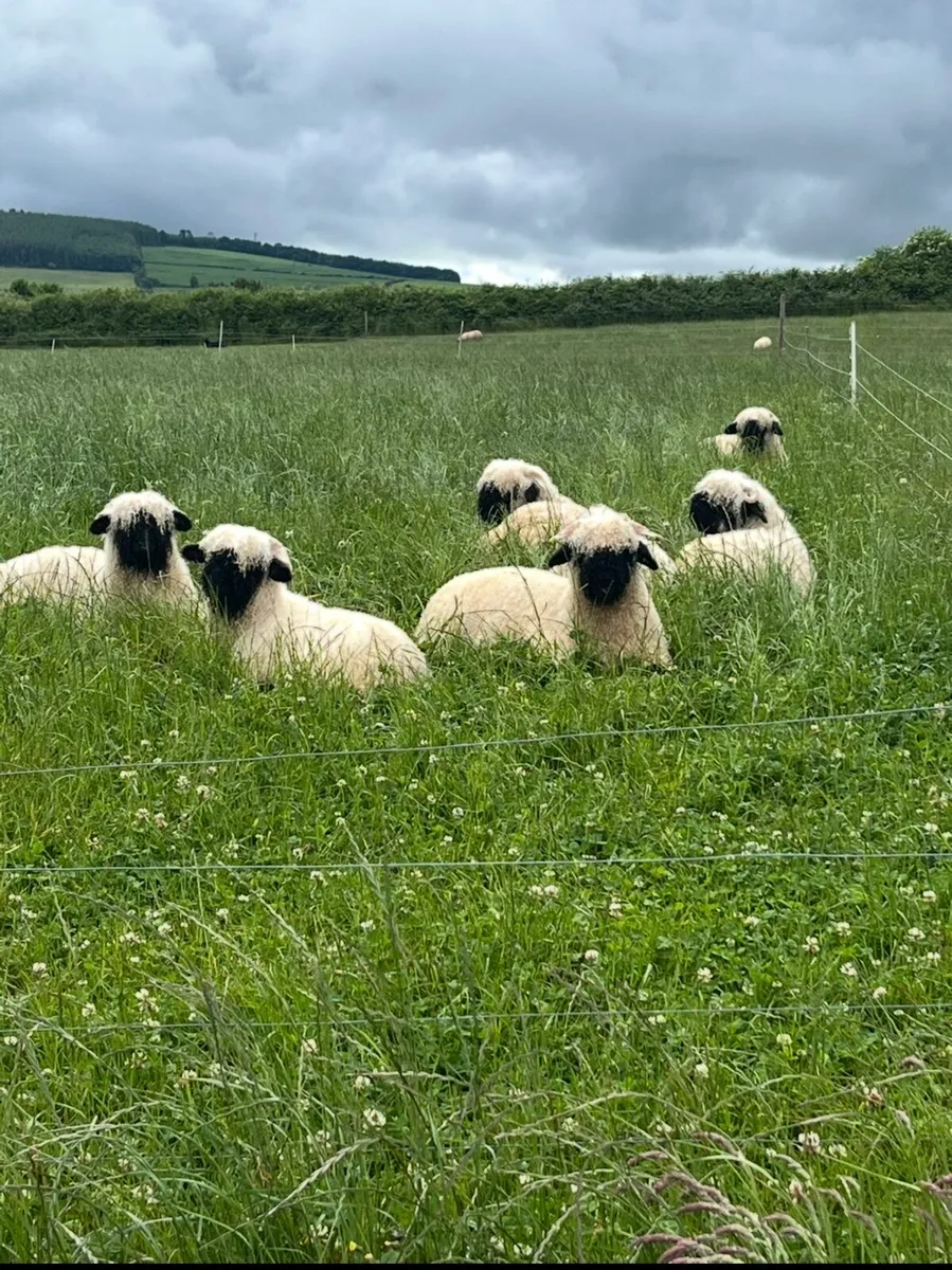 Valais Blacknose - Image 1