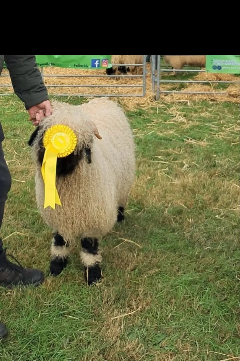 Valais Blacknose - Image 2