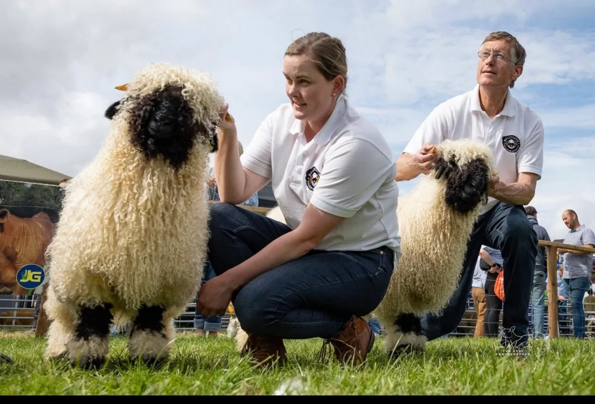 Valais Blacknose - Image 3