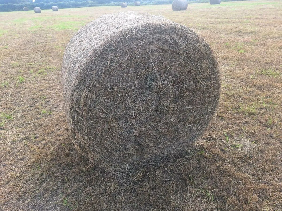 Hay - Image 1