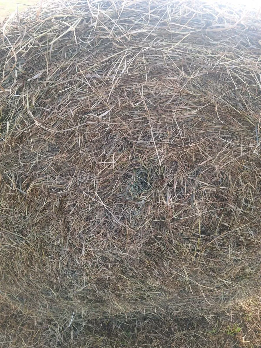 Hay - Image 2