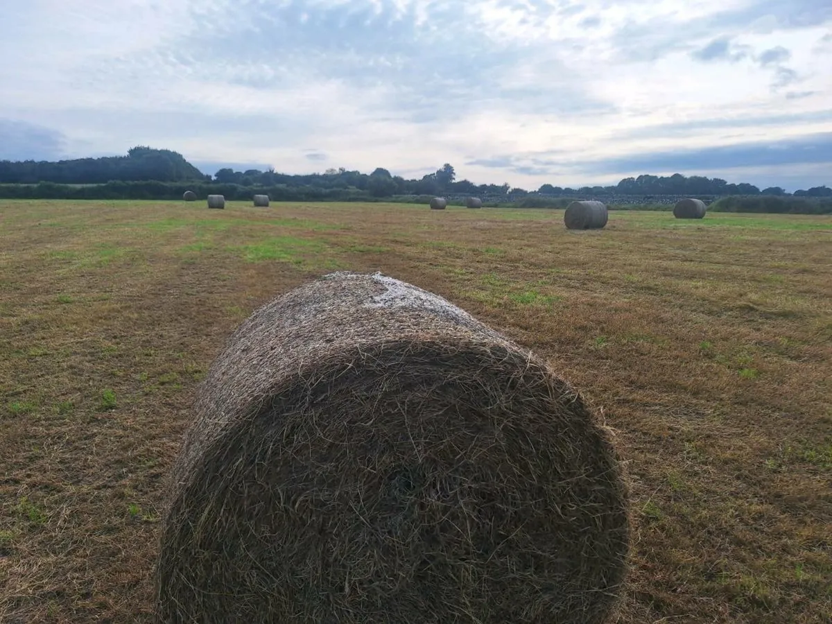 Hay - Image 3