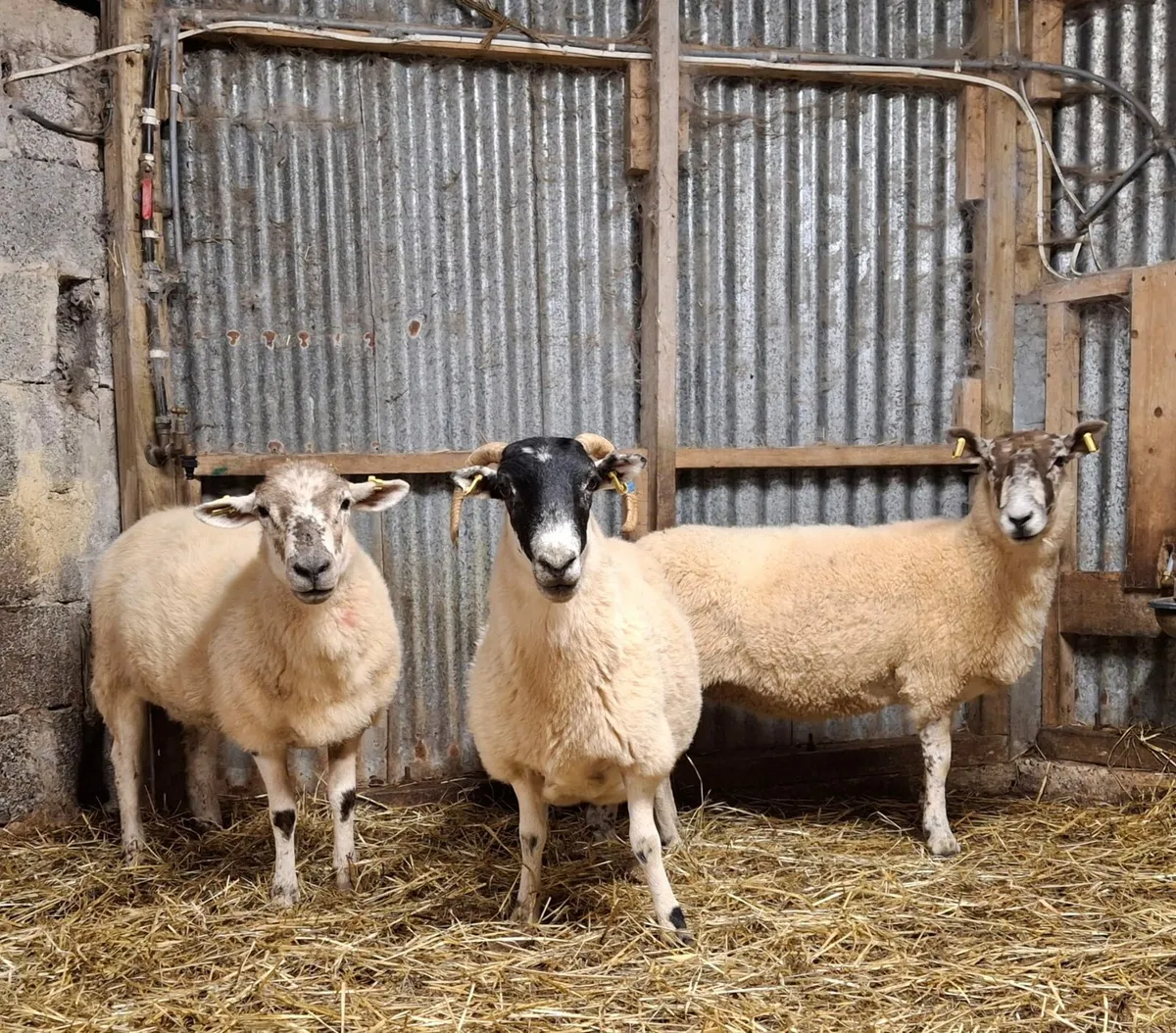 Aged Ewes