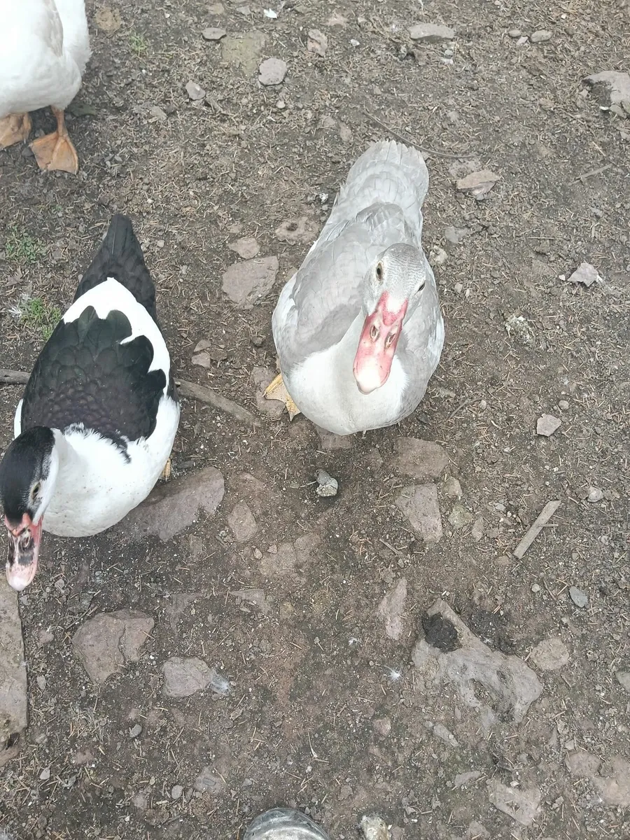Muscovy Ducks - Image 1