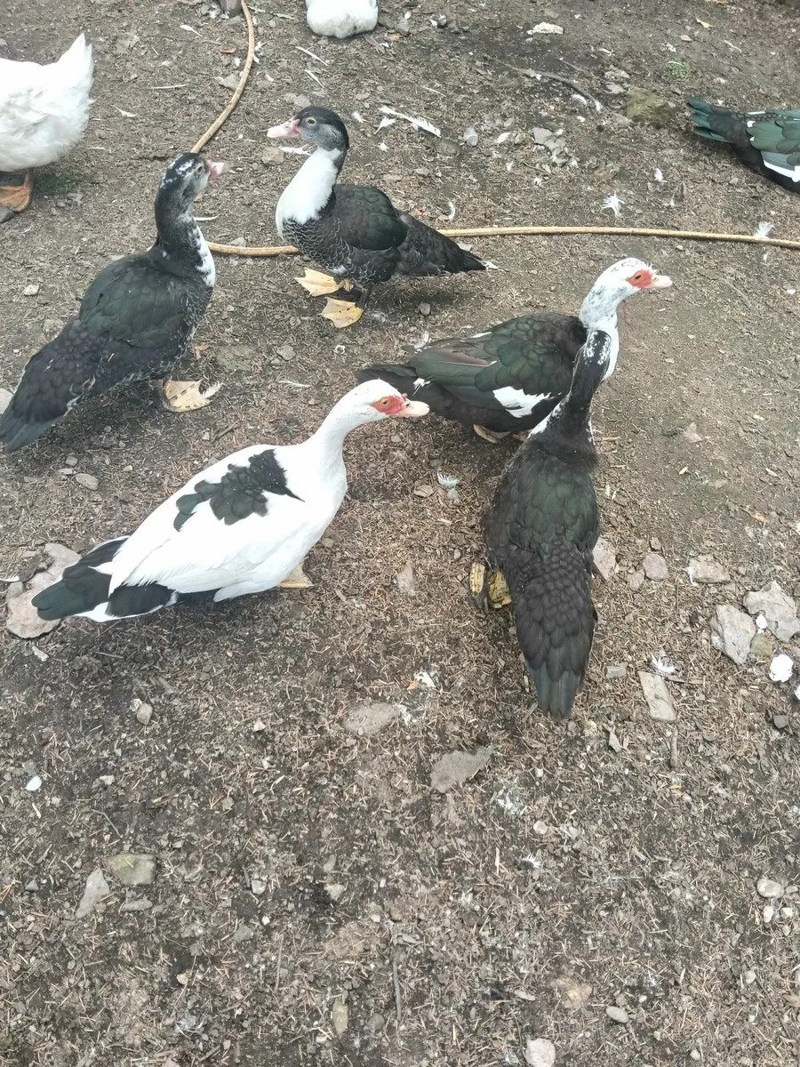 Muscovy Ducks - Image 2