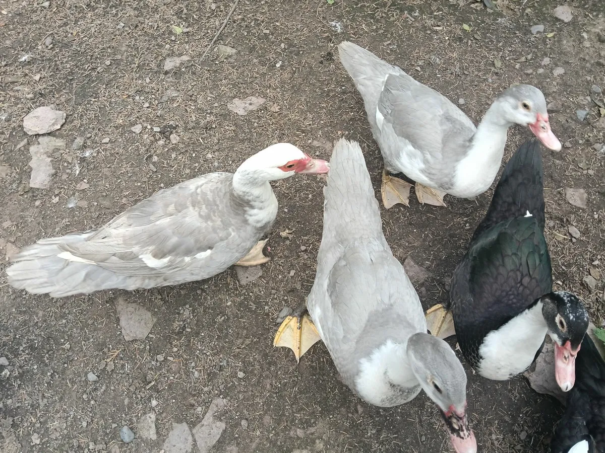 Muscovy Ducks - Image 3