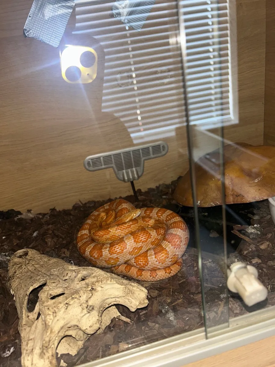 Snake - Image 1