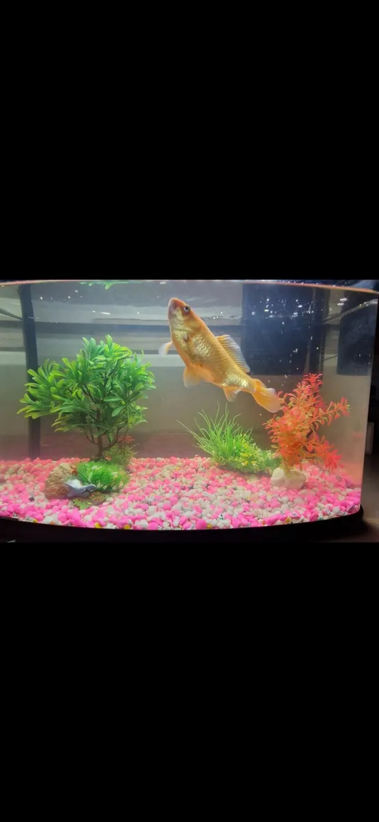 Fish tank - Image 3