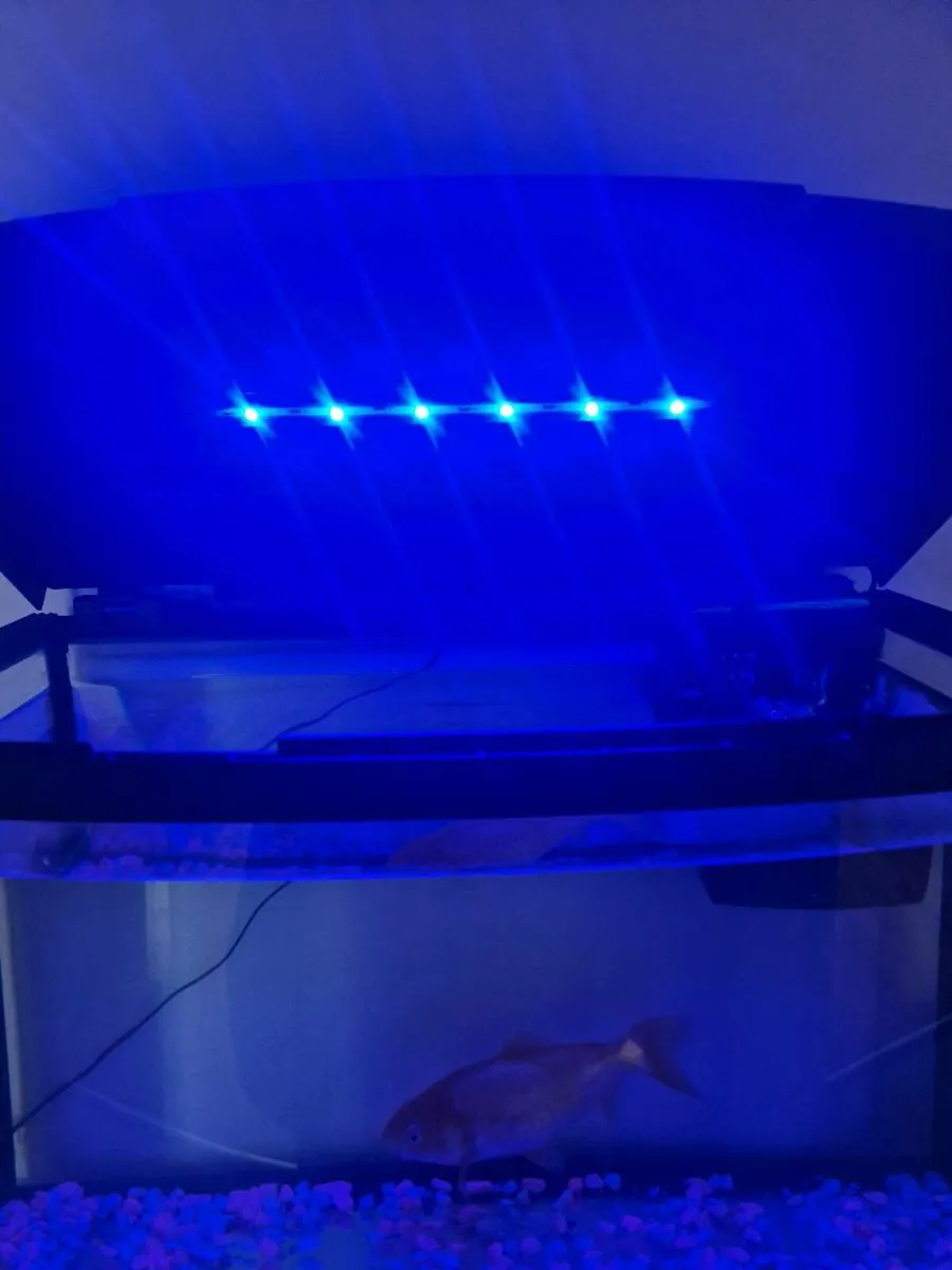 Fish tank - Image 4
