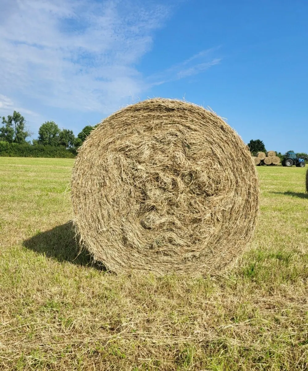 Good Quality Hay - Image 1