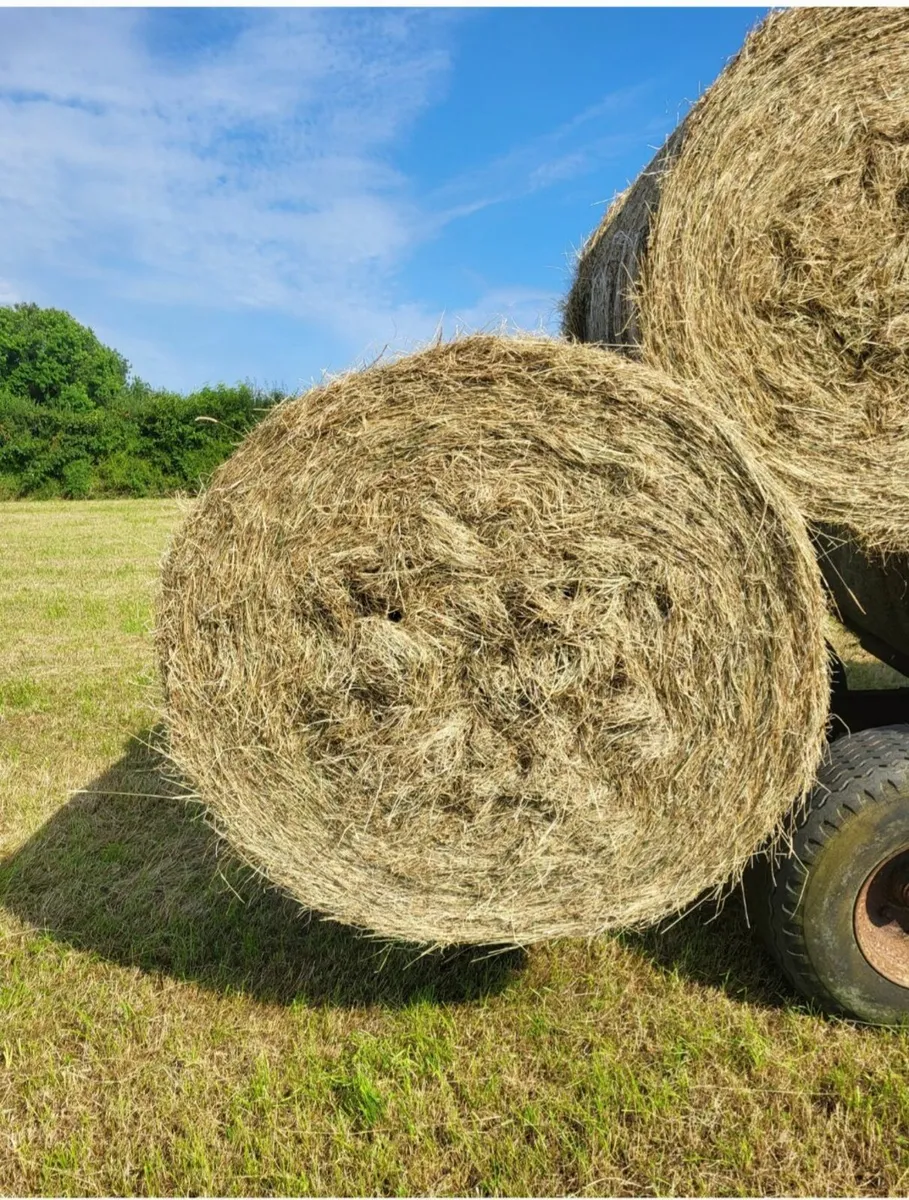 Good Quality Hay - Image 2