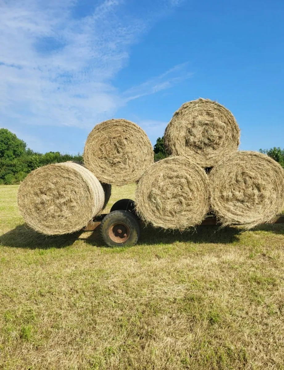 Good Quality Hay - Image 3