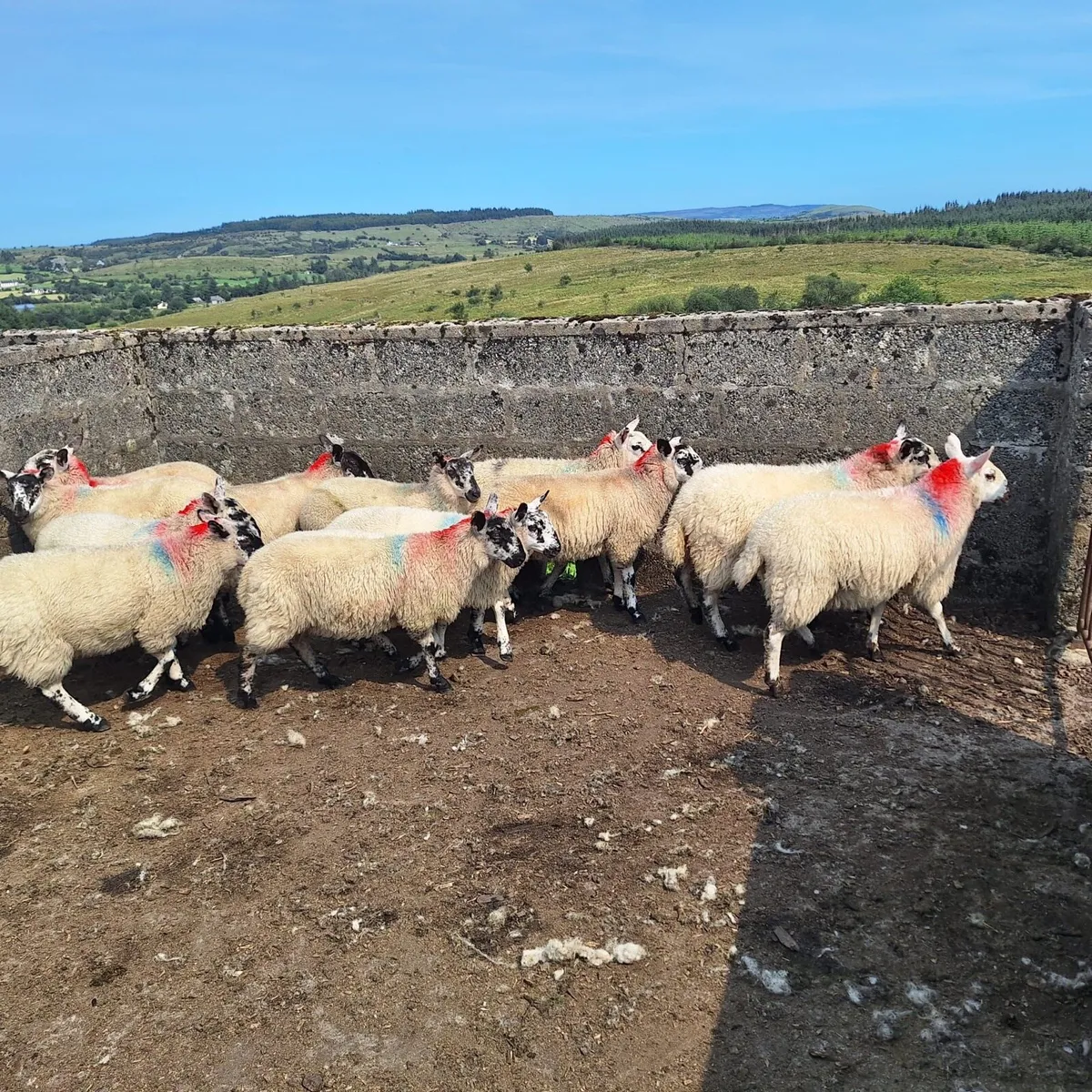 Organic lambs - Image 1