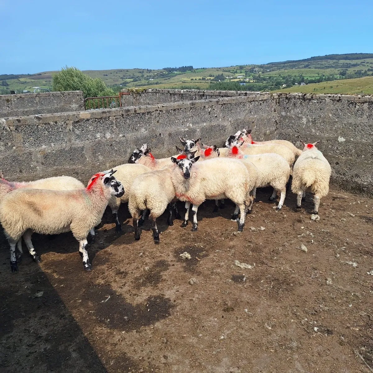 Organic lambs - Image 2