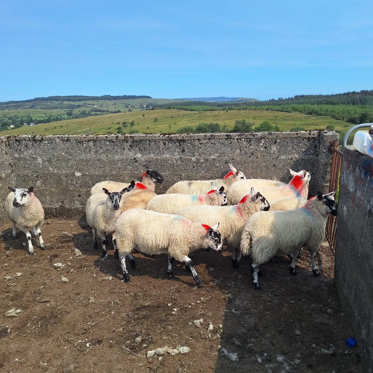 Organic lambs - Image 3