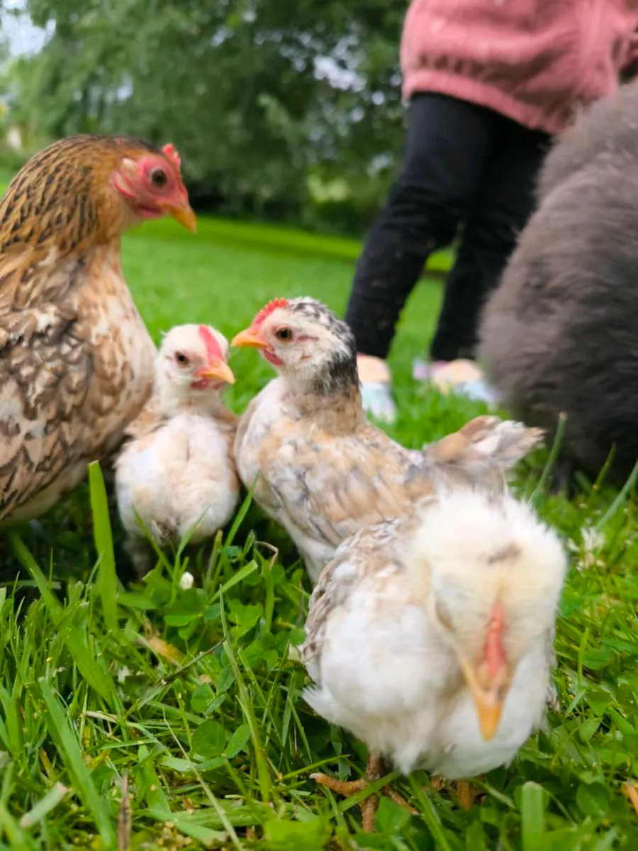 Serama Chicks - Image 1